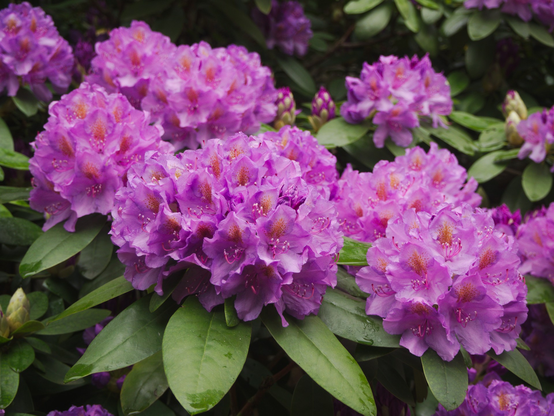 Spring blooms and water views on Bainbridge Island